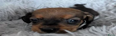 Miniature Dachshund 1