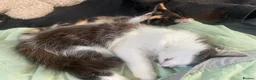 Mixed Breed cats for sale: (Ready Now) Mixed Breed Kittens in Northampton - Advert 13