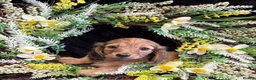 Miniature Dachshund dogs for sale: Stunning kc reg miniture dachshund in Deal - Advert 5