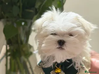 Maltese dogs One girl and boy available - Advert 6