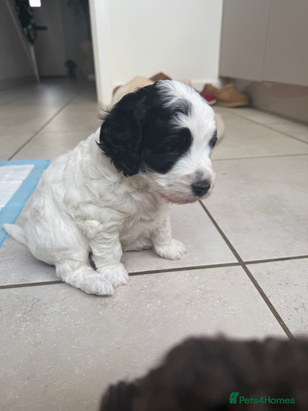 Australian Labradoodle dogs for sale: Australian Labradoodles Puppies - Advert 5