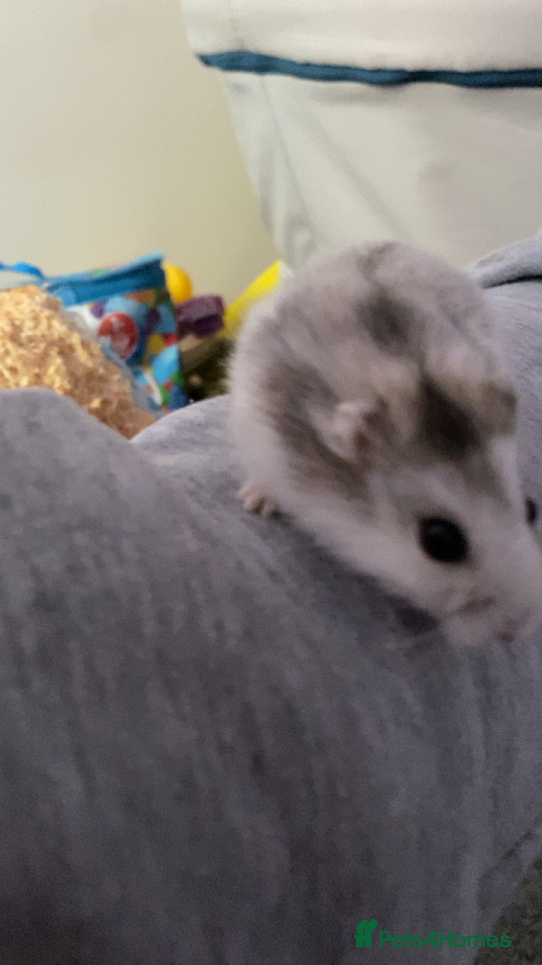 Hamster rodents for sale: Hampster  - Image 1