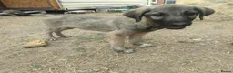 Mixed Breed dogs for adoption: Masiey 4,5 months Macedonian rescue pups - Advert 5
