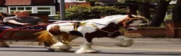 Irish Cob horses for sale: 6 year old Mini Cob – 12.3/13hh in Manchester - Advert 3