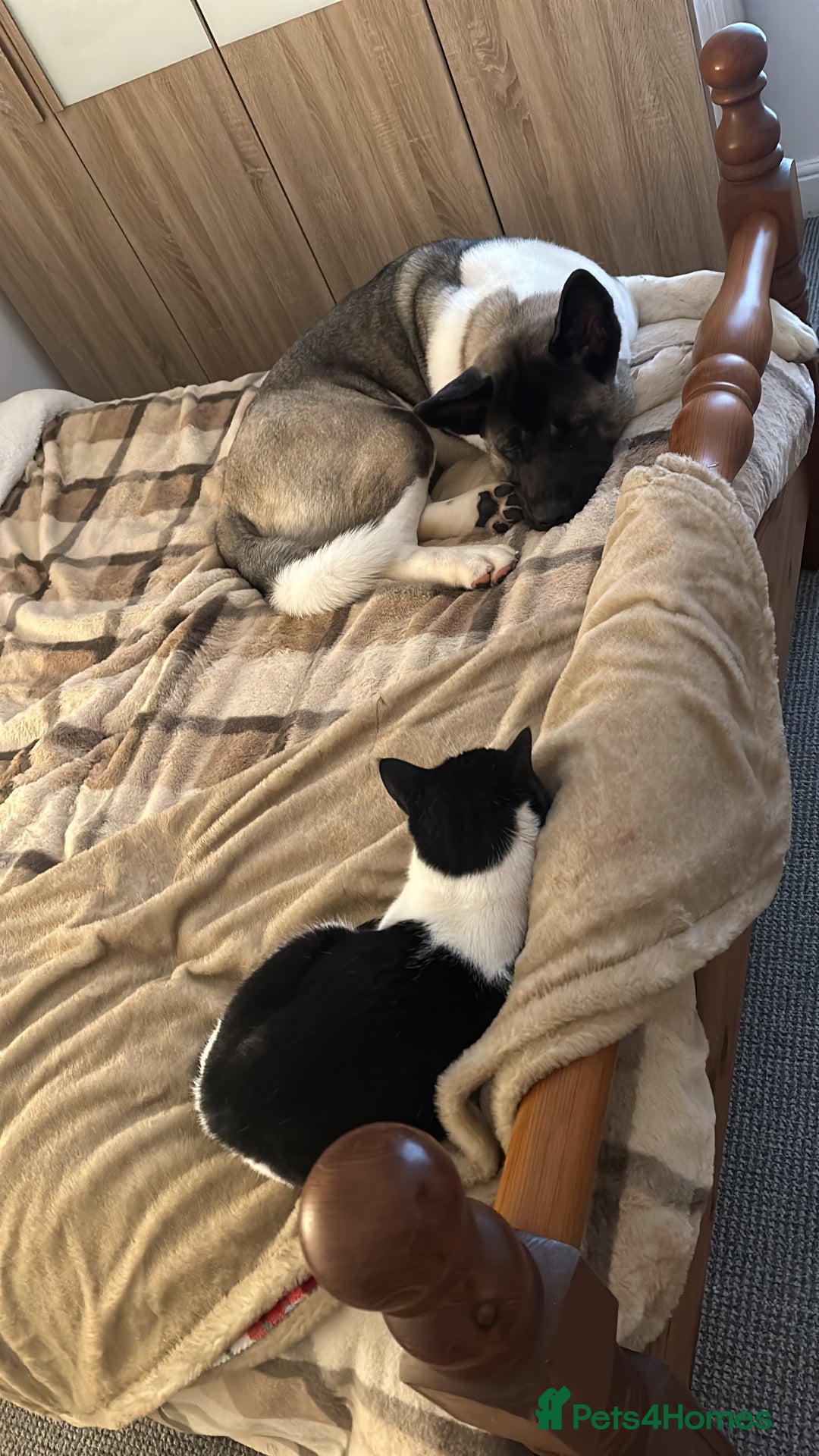 Akita dogs for stud: I’m Sirius and Im ready to meet my first Dogfriend in Sheffield - Image 16