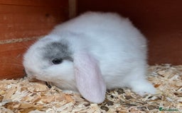 Mini Lop rabbits for sale: Gorgeous mini lops ready now! - Advert 17