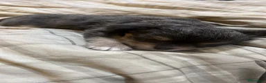 Mixed Breed 2