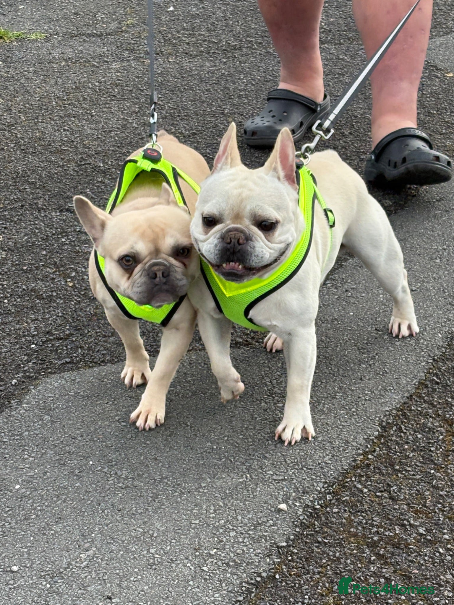 French Bulldog dogs 2 French bulldogs pups out of litter of 8  - Advert 1