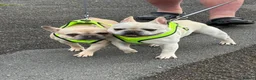 French Bulldog dogs for sale: 2 French bulldogs pups out of litter of 8  - Advert 1