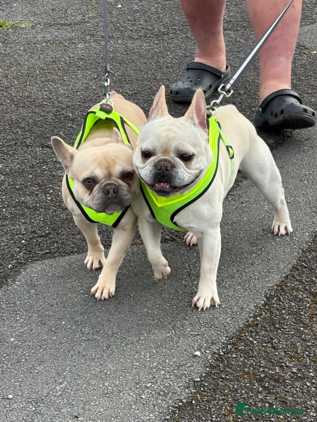French Bulldog dogs for sale: 2 French bulldogs pups out of litter of 8  - Advert 1
