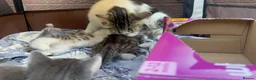 Domestic Shorthair cats for sale: 8‑Week Domestic Shorthair Kittens,Mum Can Be Seen  - Advert 14
