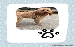 Cockapoo dogs for sale: Cockapoo ready now  - Image 10