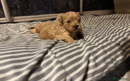 Maltipoo dogs for sale: Beautiful Maltipoo puppies for sale - Image 9