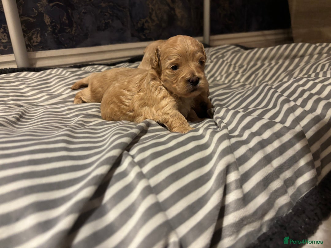 Maltipoo dogs for sale: Beautiful Maltipoo puppies for sale - Image 9