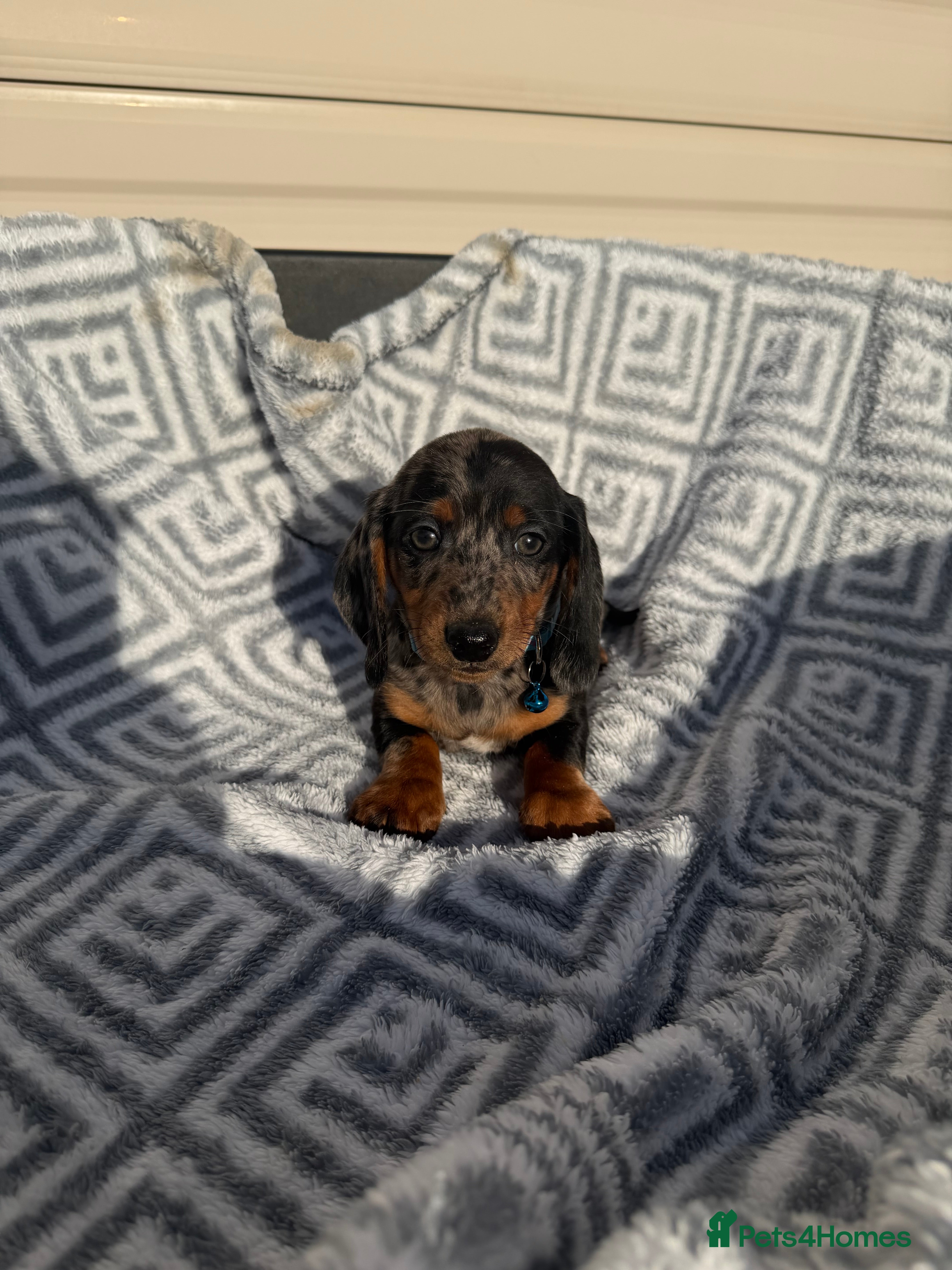 Miniature Dachshund dogs Dachshund Puppies Ready To Leave  - Advert 15