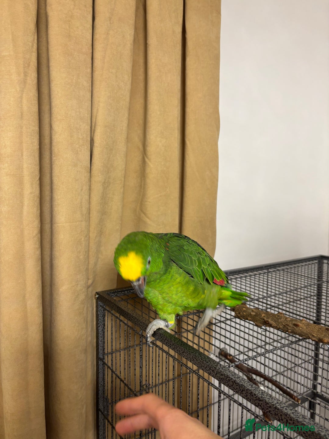 Parrots birds for sale: Amazon Parrot - Advert 2