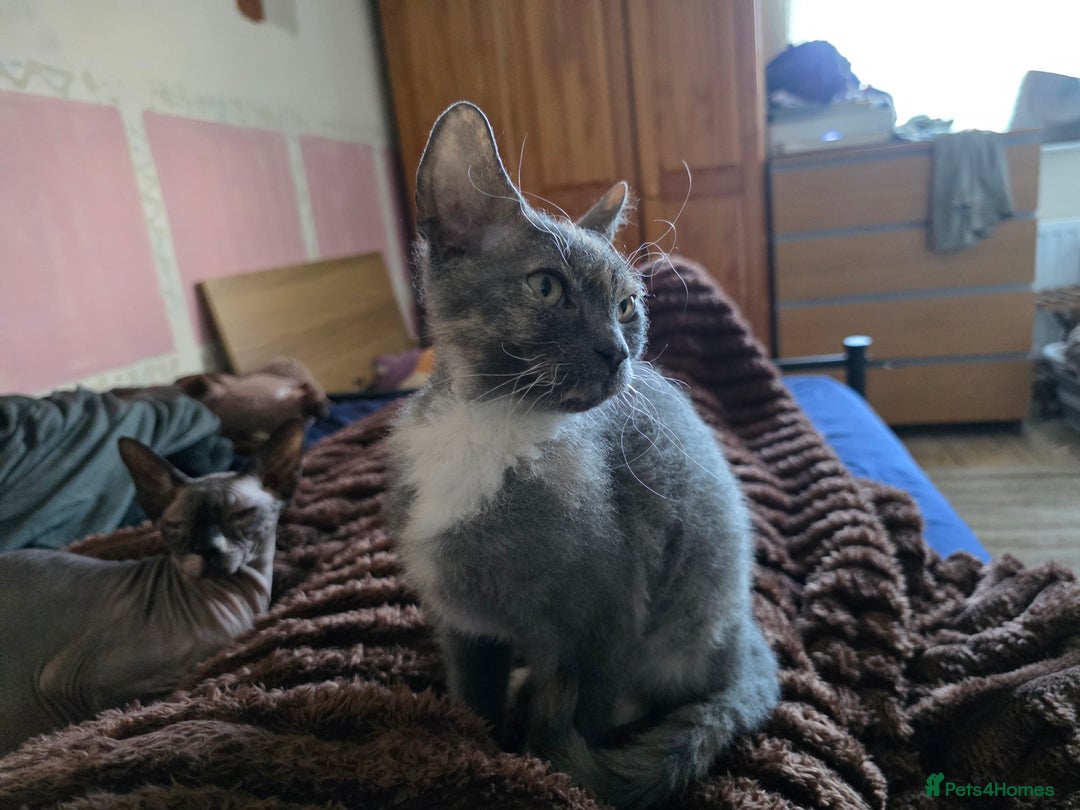 Mixed Breed cats for sale: Beautiful Female Kitten Looking for a Loving Home - Advert 6