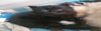 Mixed Breed Kitten 3