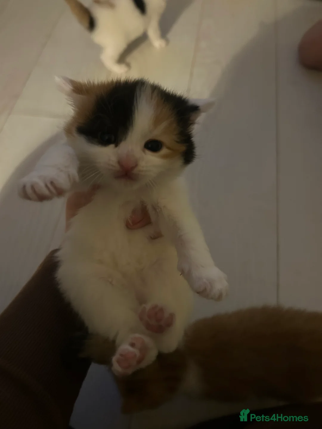 Mixed Breed cats for sale: 3 kittens for sale  - Advert 10