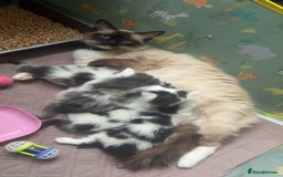 Ragdoll cats for sale: Half Ragdoll Kittens  - Image 7