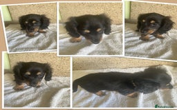 Miniature Dachshund dogs for sale: ADORABLE MINIATURE DACHSHUND PUPPIES - Image 8