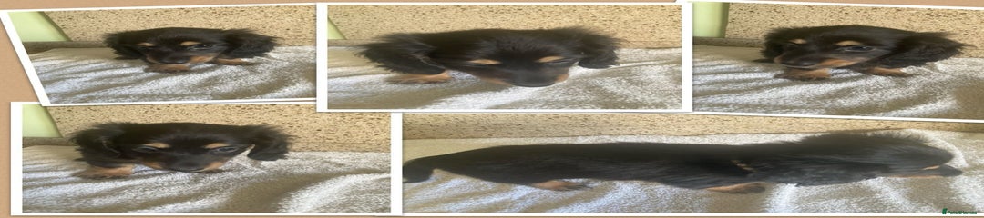 Miniature Dachshund Puppy 3