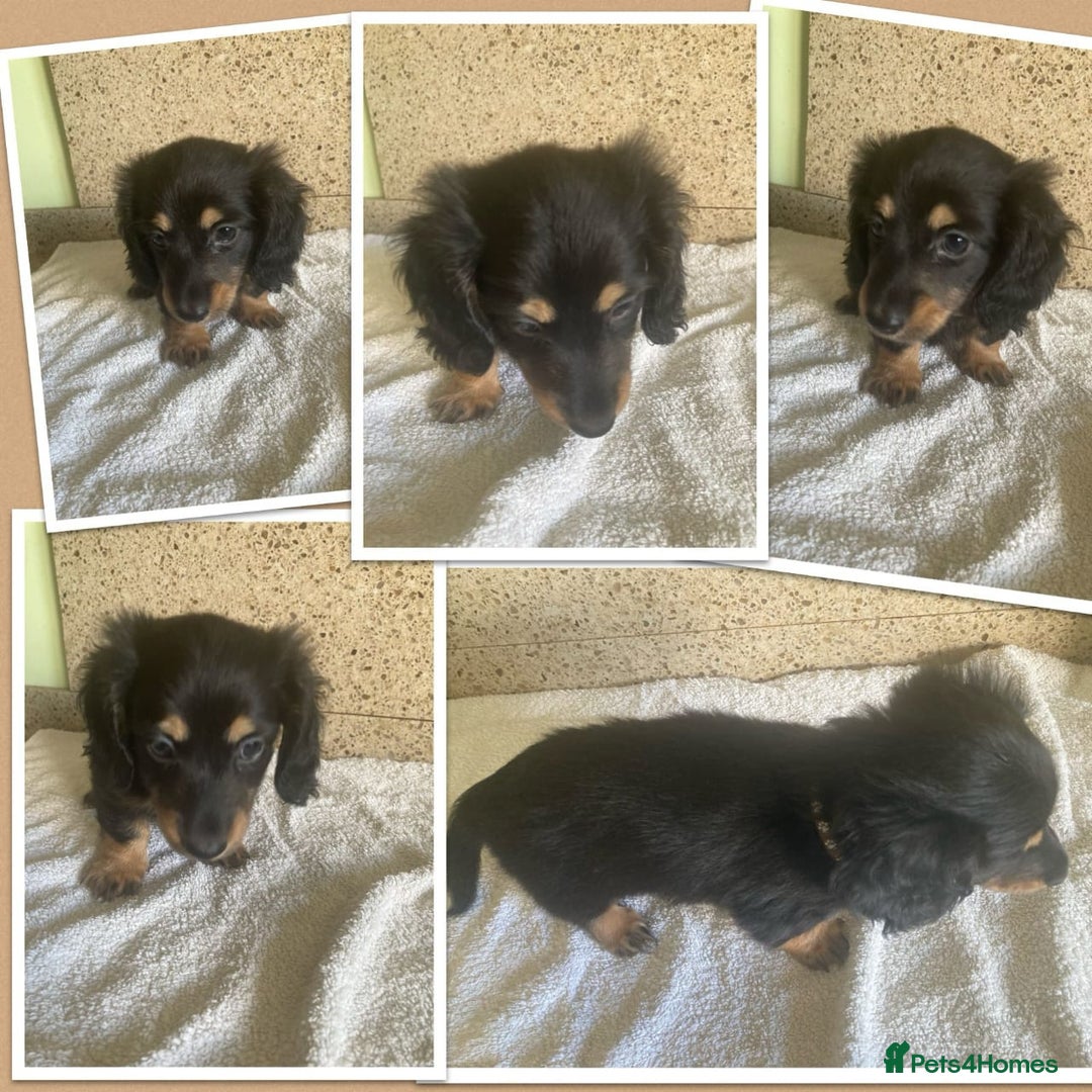 Miniature Dachshund dogs for sale: ADORABLE MINIATURE DACHSHUND PUPPIES - Image 8
