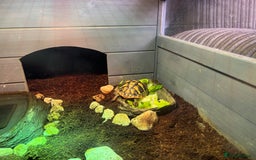 Hermann Tortoise reptiles for sale: Testudo hermanni, Hermanns tortoise for re home - Image 11