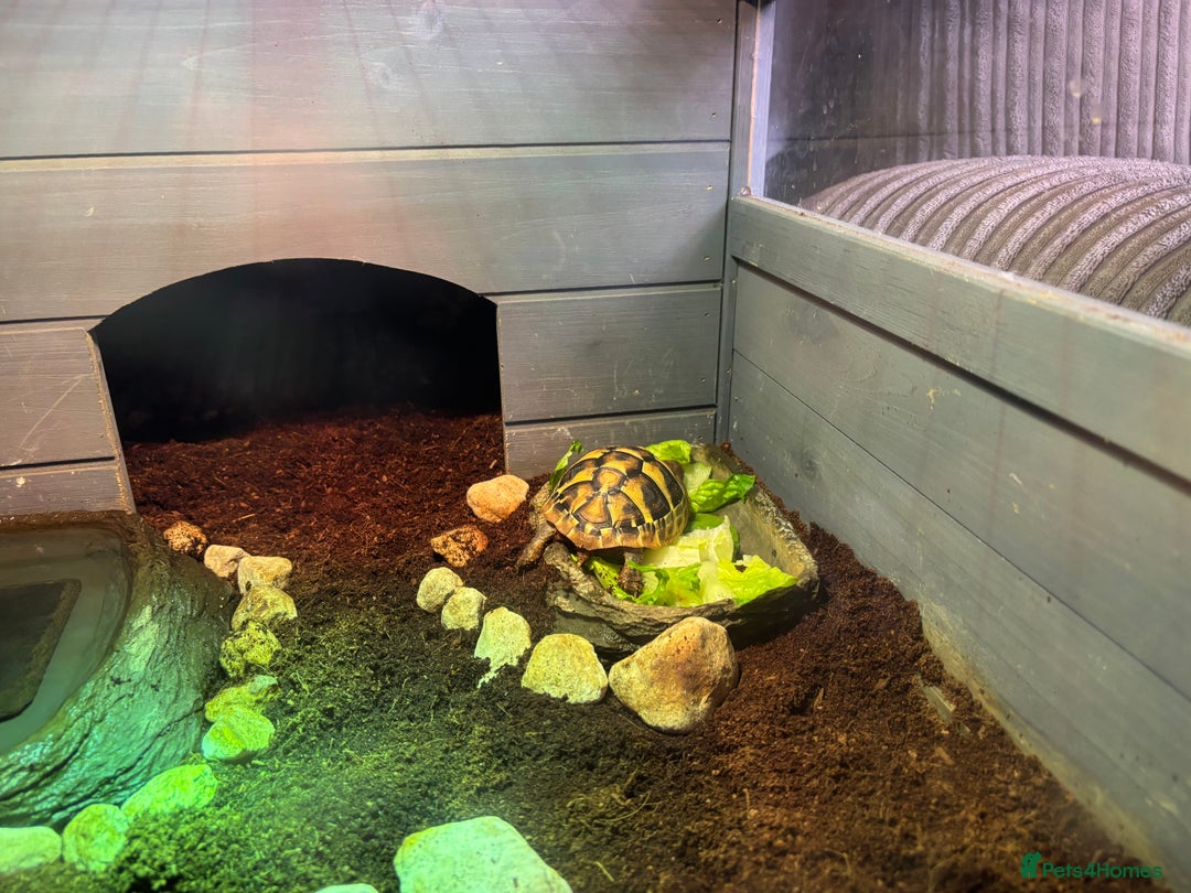 Hermann Tortoise reptiles for sale: Testudo hermanni, Hermanns tortoise for re home - Image 11