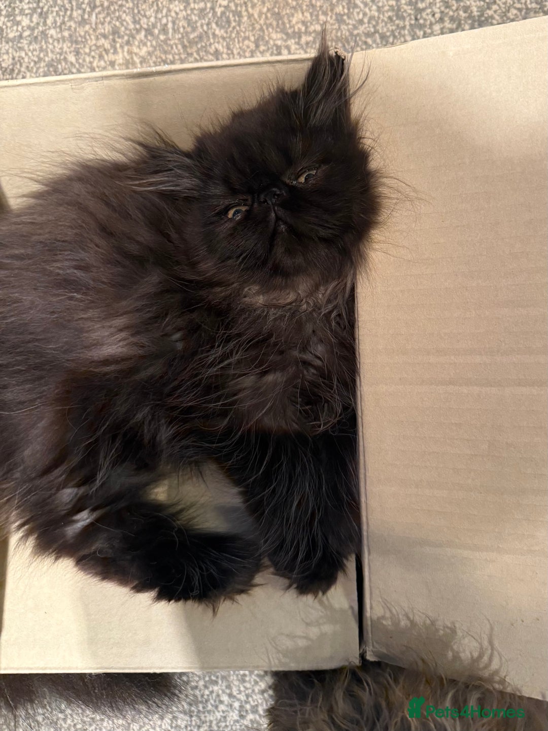 Persian cats for sale: 1 girl left REDUCED GCCF  PERSIANS  - Advert 6
