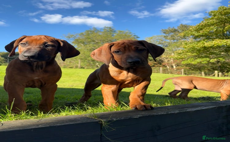 Rhodesian Ridgeback dogs - Advert 2