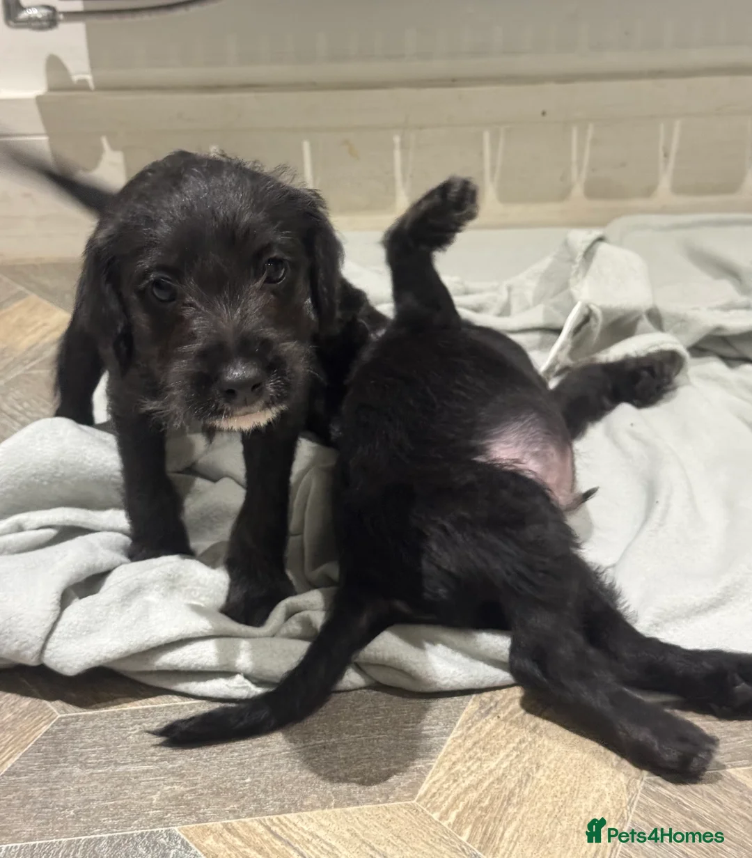Bedlington Terrier dogs for sale: F1 bedlington whippet puppies available  - Advert 5