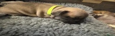French Bulldog lum yellow collar