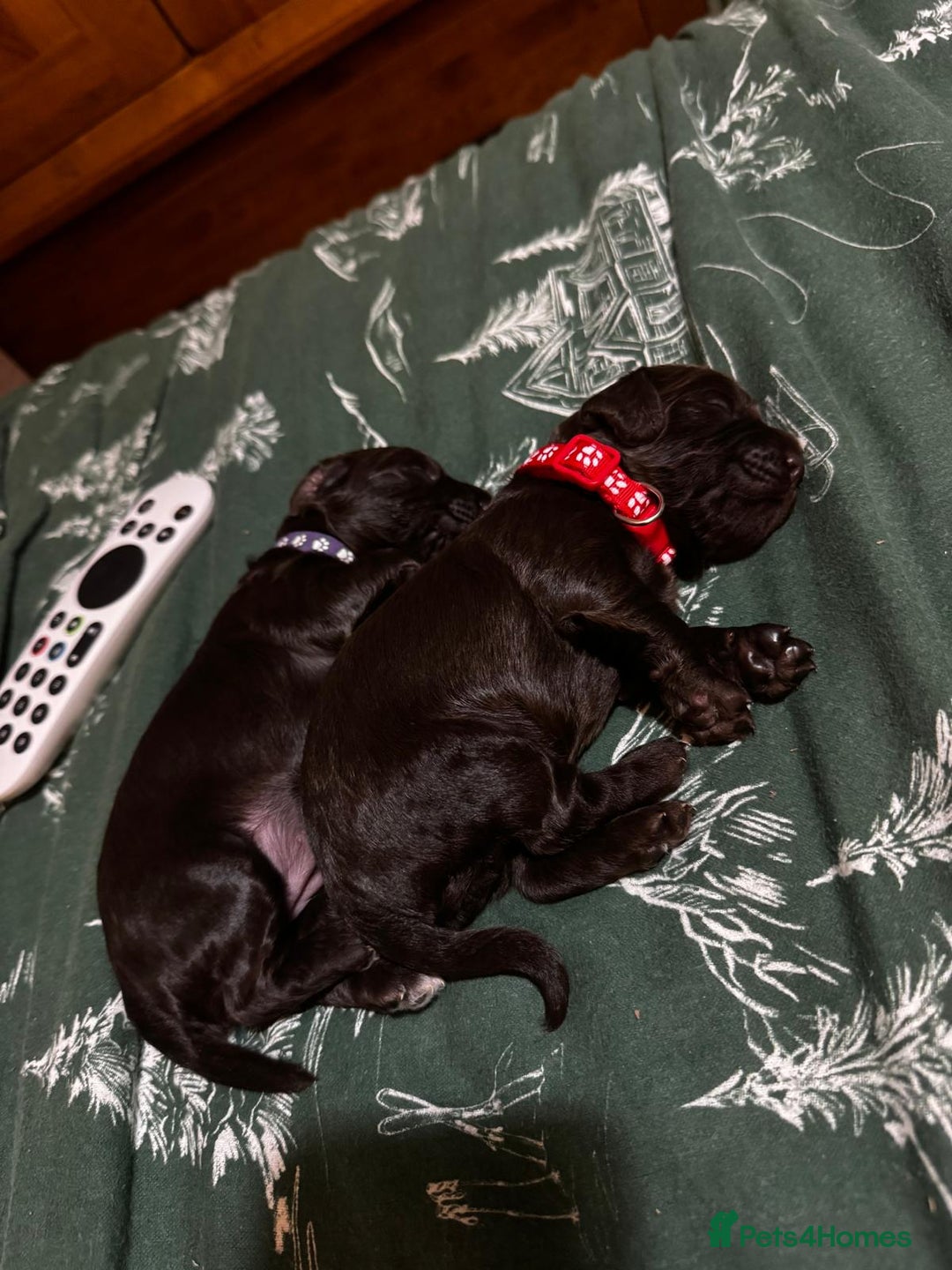 Cockapoo dogs for sale: 🍫🐶1 Female Pup Left-F1b Chocolate Cockapoo🐶🍫  - Advert 10