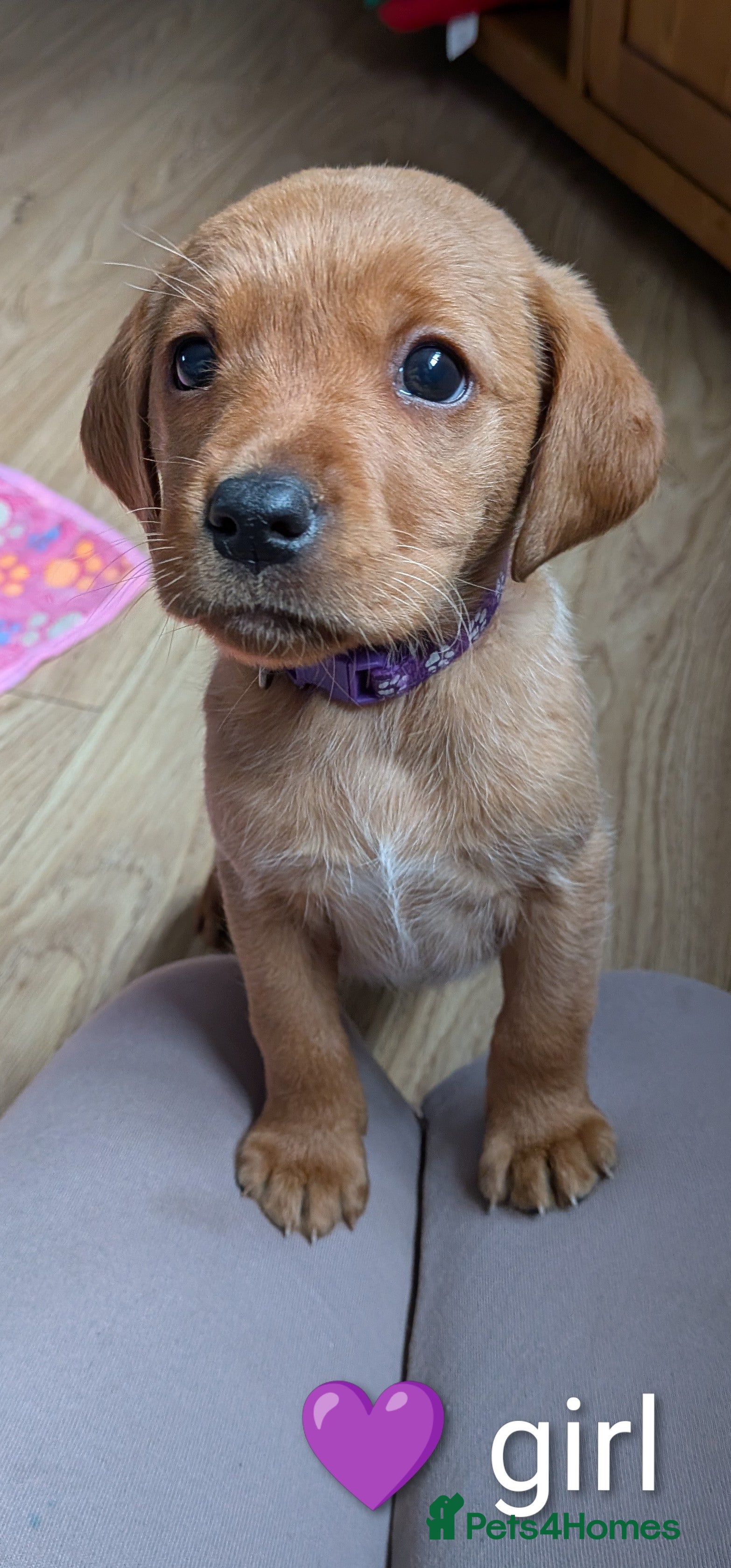 Labrador Retriever dogs Labrador puppies - Advert 11