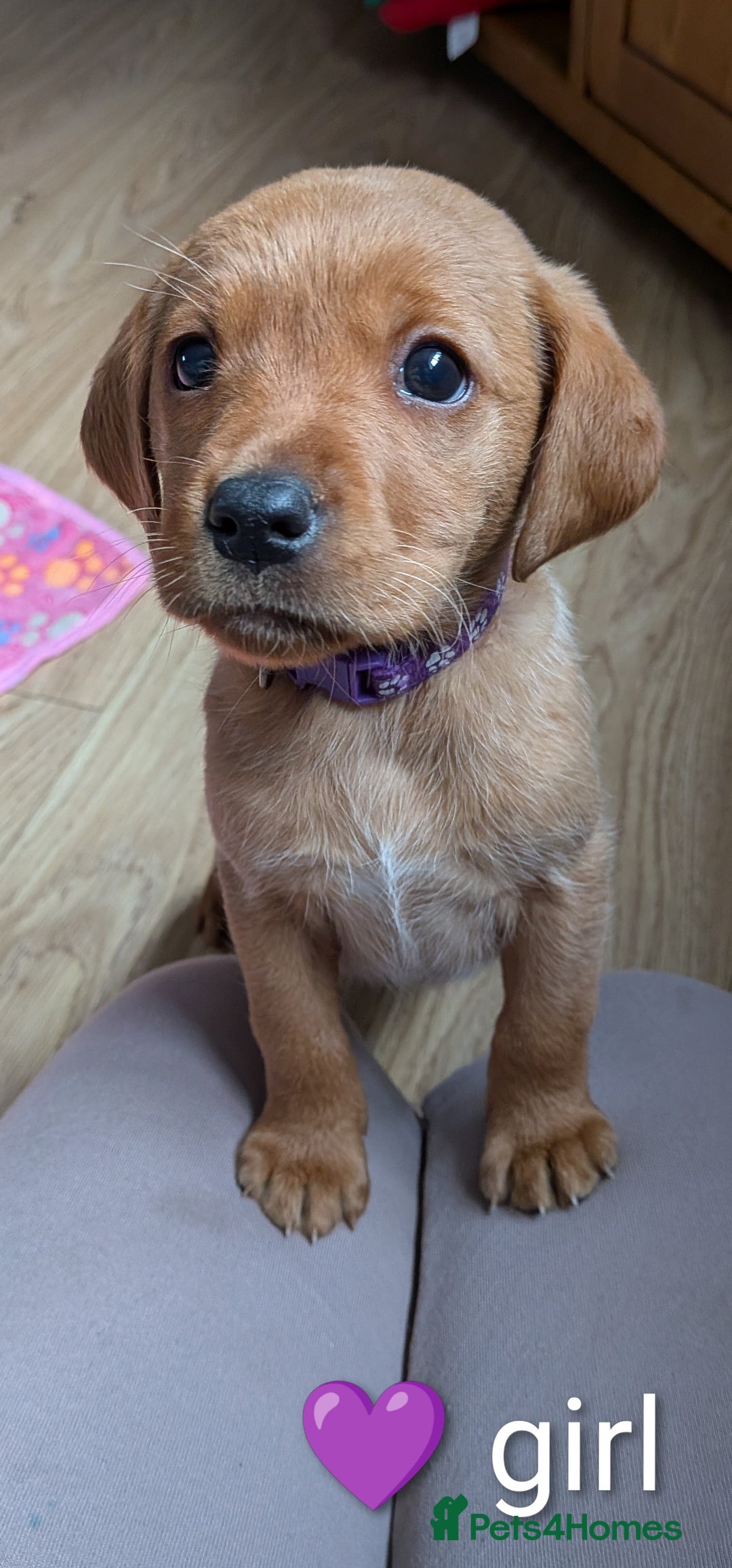 Labrador Retriever dogs for sale: Labrador puppies - Advert 1