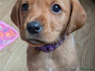 Labrador Retriever dogs Labrador puppies - Advert 11