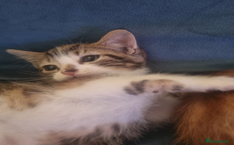 Mixed Breed cats - Advert 8
