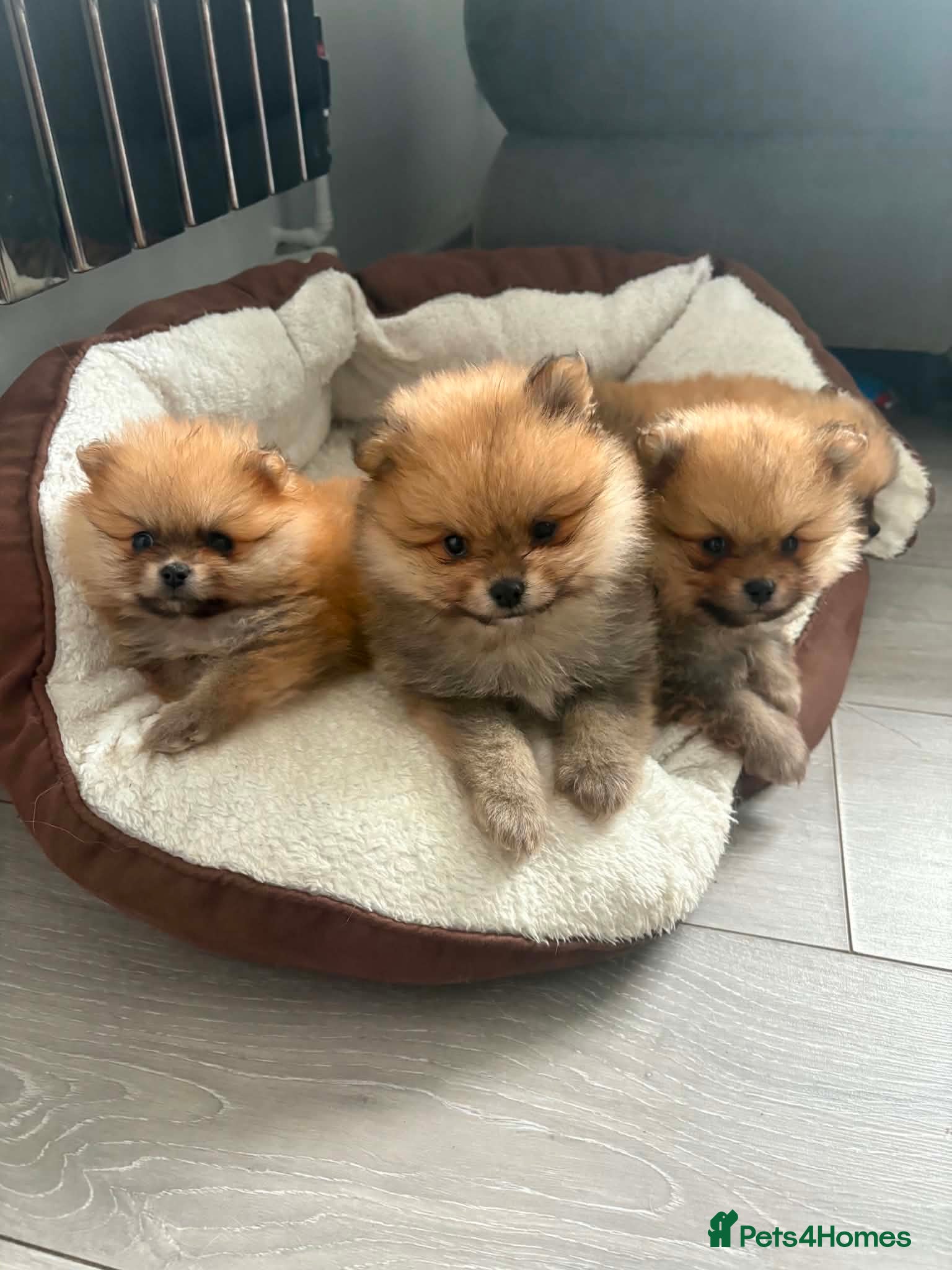 Pomeranian dogs Beautiful champion-line Pomeranian puppies 🩷🐶💙 - Advert 1