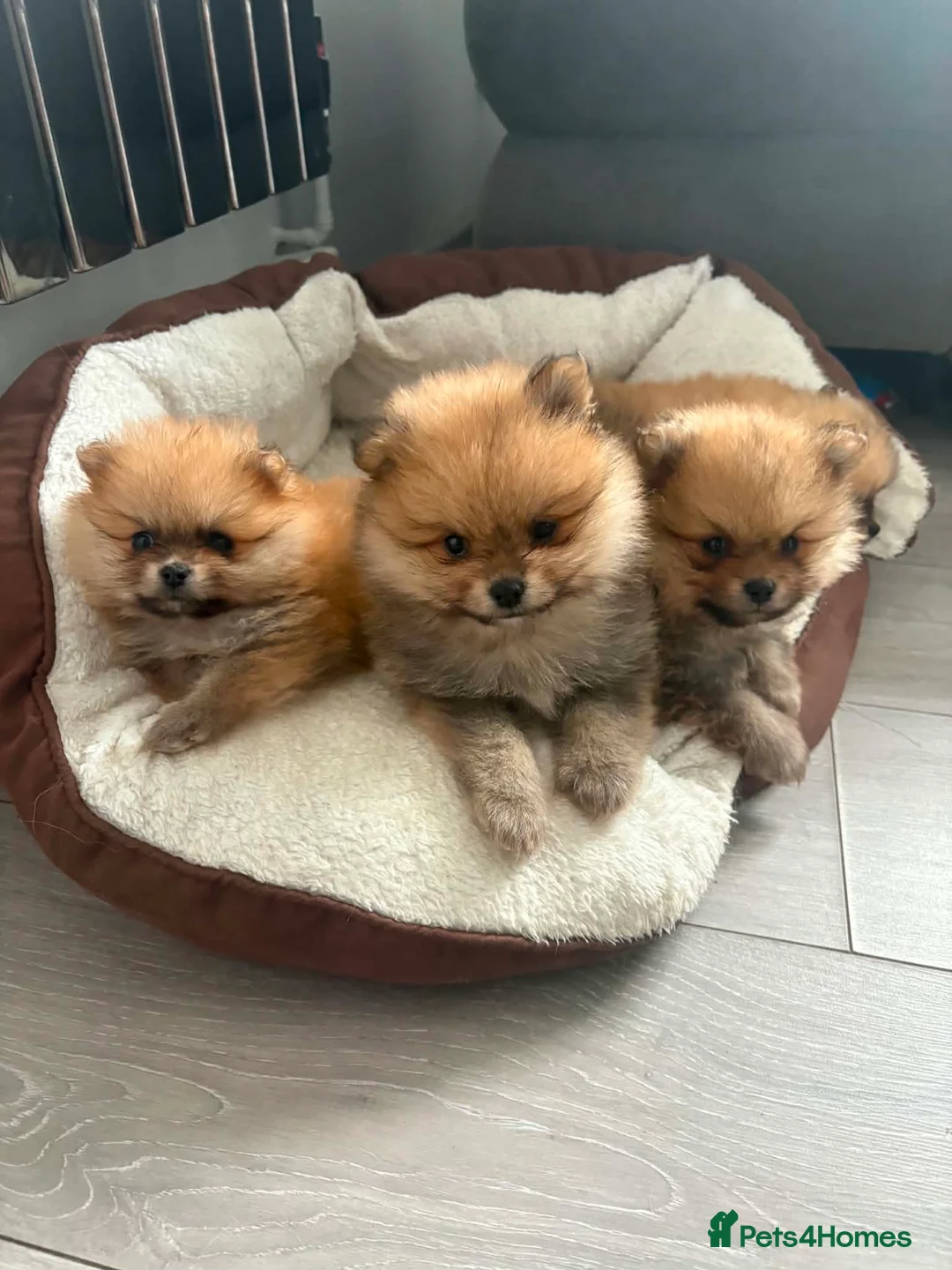 Pomeranian dogs for sale: Beautiful champion-line Pomeranian puppies 🩷🐶💙 - Advert 1