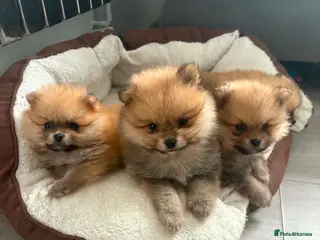 Pomeranian dogs Beautiful champion-line Pomeranian puppies 🩷🐶💙 - Advert 3