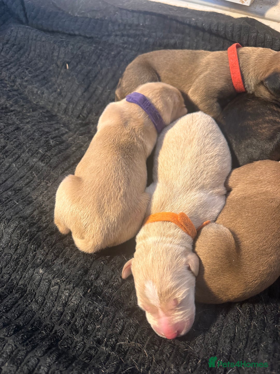 Mixed Breed dogs for sale: Belgian Malinois crosses - Image 14