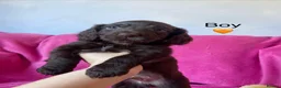 Cockapoo dogs for sale: F1b Beautiful Cockapoo puppies  - Advert 12