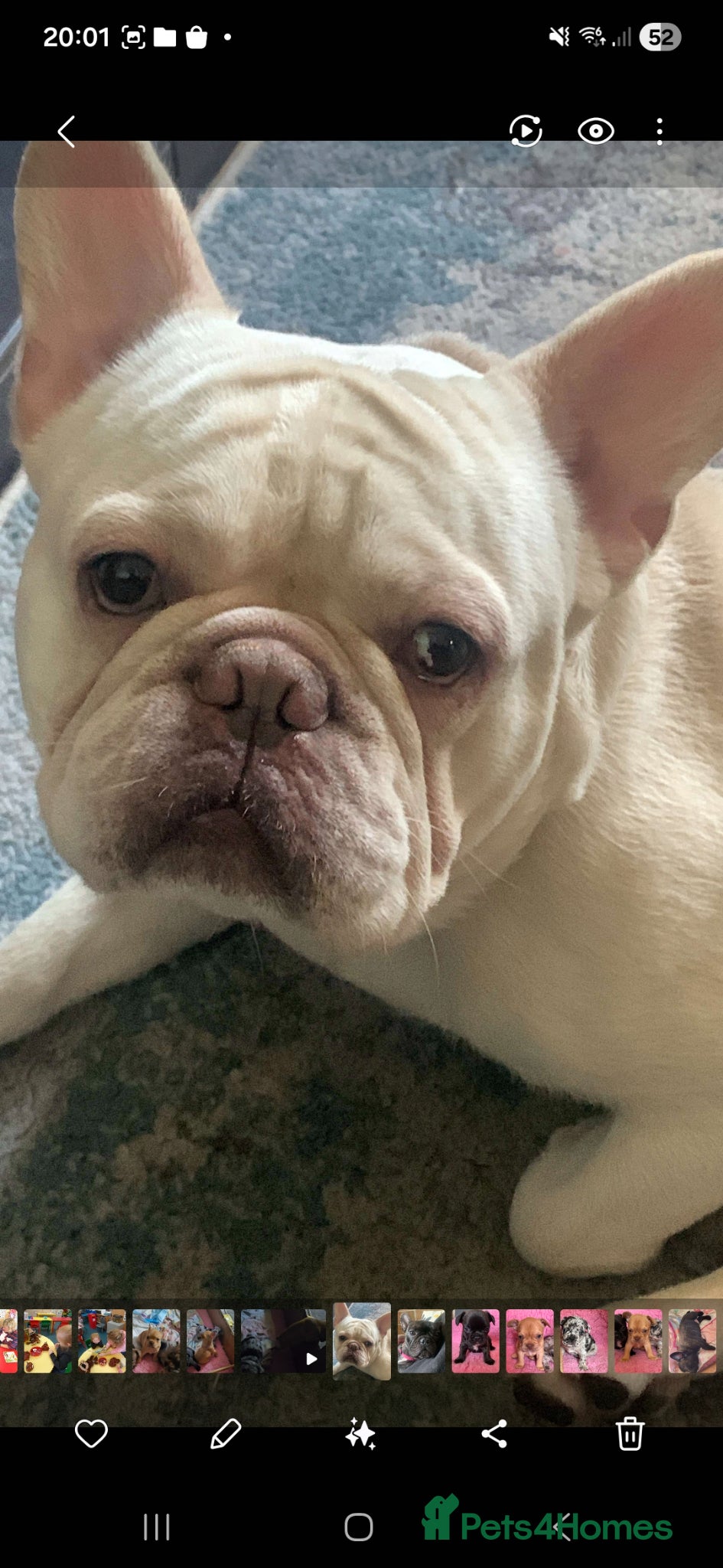 French Bulldog dogs Platinum french bulldog for rehoming - Advert 14