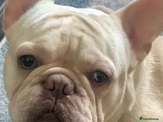 French Bulldog dogs Platinum french bulldog for rehoming - Advert 14