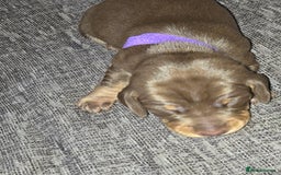 Miniature Dachshund dogs for sale: Miniature dacshund pups for sale - Image 16