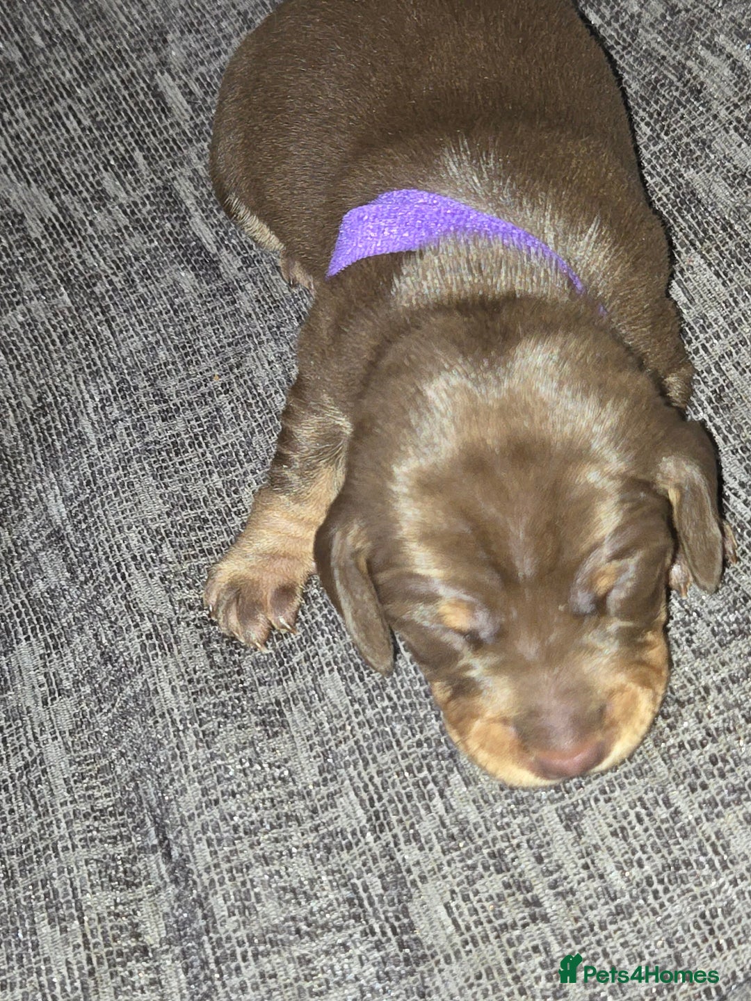 Miniature Dachshund dogs for sale: Miniature dacshund pups for sale - Image 16