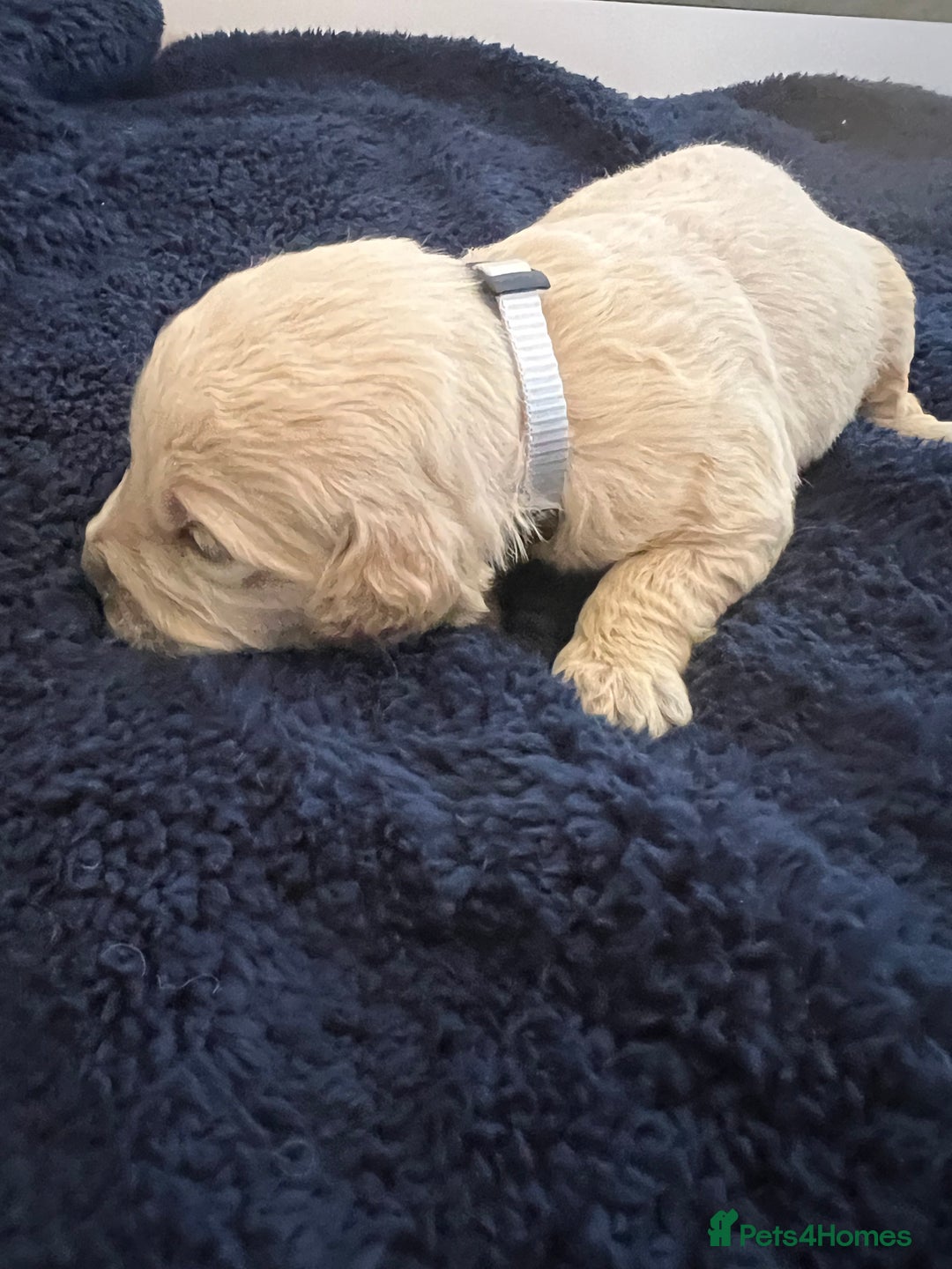 Mini Goldendoodle dogs for sale: 🐾STUNNING F1 MINIATURE GOLDEN DOODLES 🐾 - Advert 9