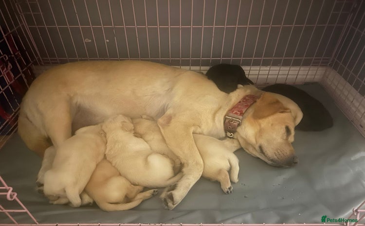 Labrador Retriever dogs - Advert 6