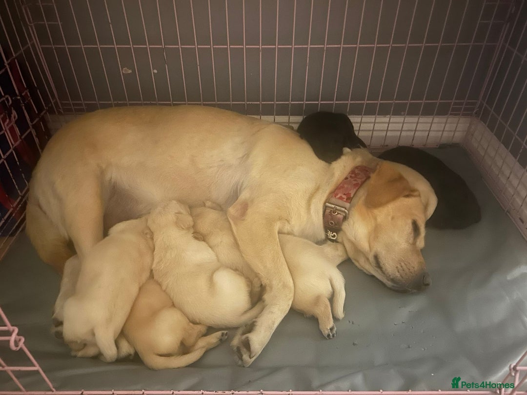 Labrador Retriever dogs for sale: Labrador retriever puppies  - Image 1